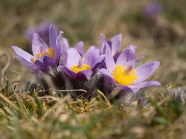 Erken ilkbaharda çiçek açan Pulsatilla grandis