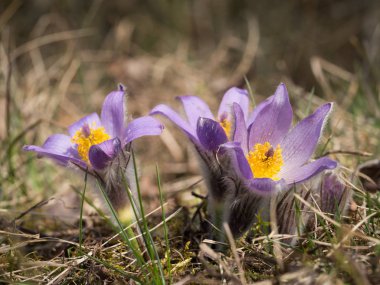 Erken ilkbaharda çiçek açan Pulsatilla grandis