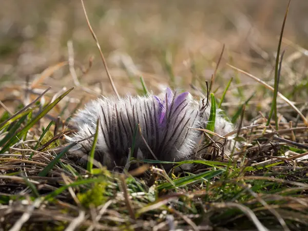 Pulsatilla grandis pronto a fiorire all'inizio della primavera — Foto Stock