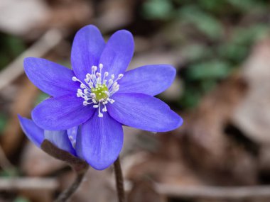 Bahar ormanda çiçek açan mantarı çiçek