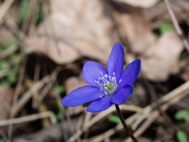Bahar ormanda çiçek açan mantarı çiçek