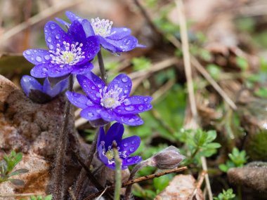 Hepatica flower blooming in the spring forest clipart
