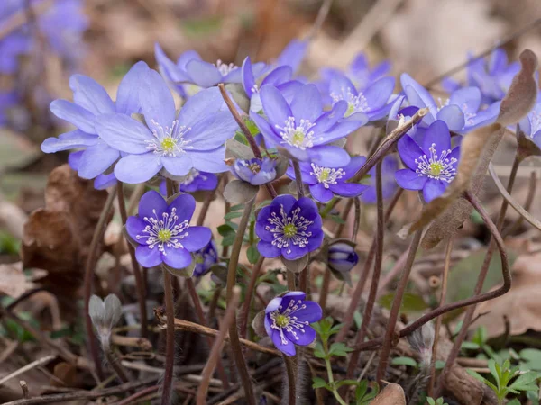 Hepatica flower blooming in the spring forest — Stock Photo, Image