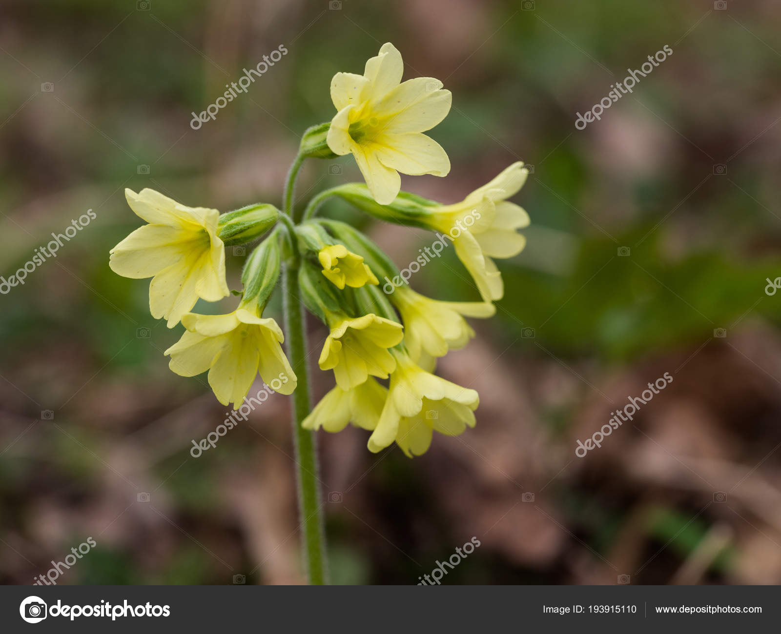 Oxlip Flower Primula Elatior Oxlip Yellow Spring Flower Stock Photo C Sleepyhobbit Gmail Com 193915110