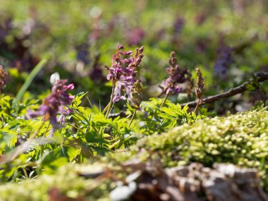 Corydalis çiçek bahar orman içinde büyüyen