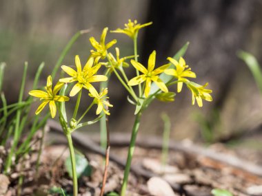 Gagea lutea, sarı Star-of-Bethlehem