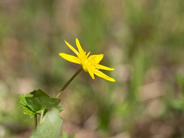 Ficaria verna - güzel sarı bahar çiçek