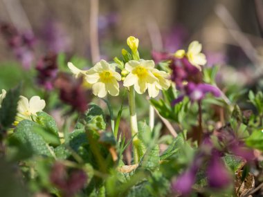 Primula elatior (oxlip) - sarı bahar çiçek