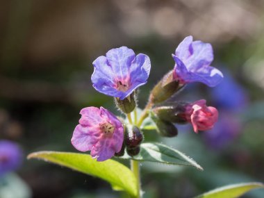 Pulmonaria (lungwort)-ormanda çiçek açan bahar çiçek.