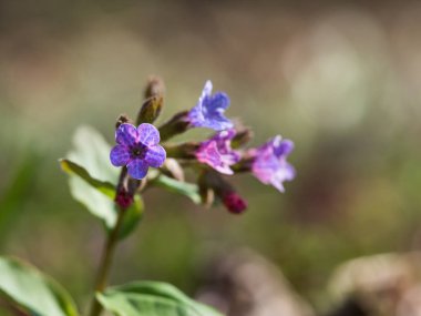 Pulmonaria (lungwort)-ormanda çiçek açan bahar çiçek.
