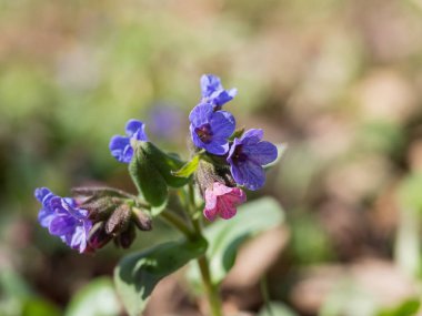 Pulmonaria (lungwort)-ormanda çiçek açan bahar çiçek.