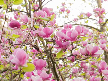 Çiçek açan Manolya ağacı arka plan