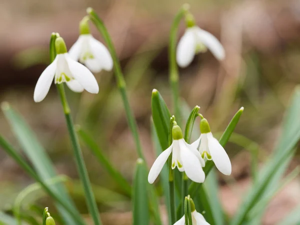 Galanthus (λευκόιο) λουλούδια ανθίζουν την άνοιξη δάσος — Φωτογραφία Αρχείου