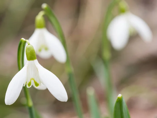 Galanthus (nevada) flores que florecen en el bosque de primavera — Foto de Stock