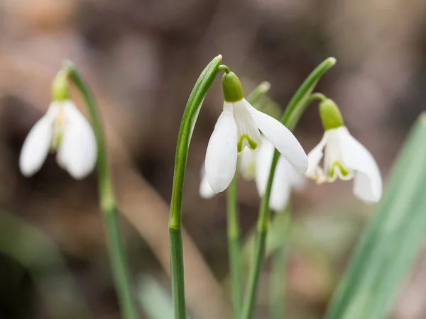 Galanthus (nevada) flores que florecen en el bosque de primavera —  Fotos de Stock