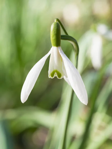 Galanthus (nevada) flores que florecen en el bosque de primavera — Foto de Stock