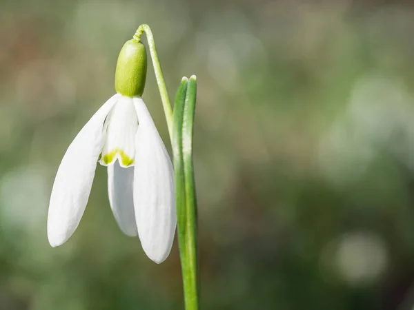 Galanthus (nevada) flores que florecen en el bosque de primavera —  Fotos de Stock