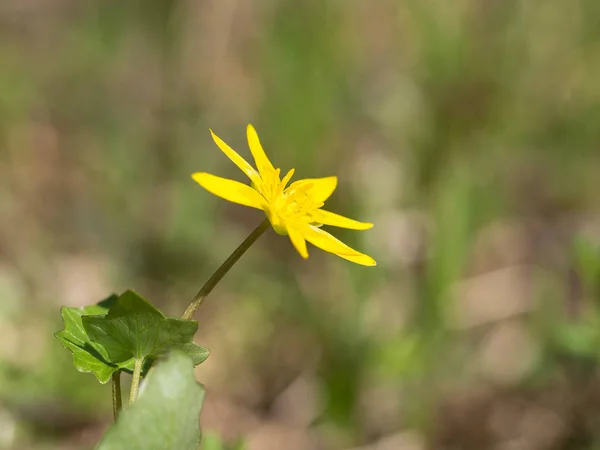 Ficaria verna - beautiful yellow spring flower — Stock Photo, Image