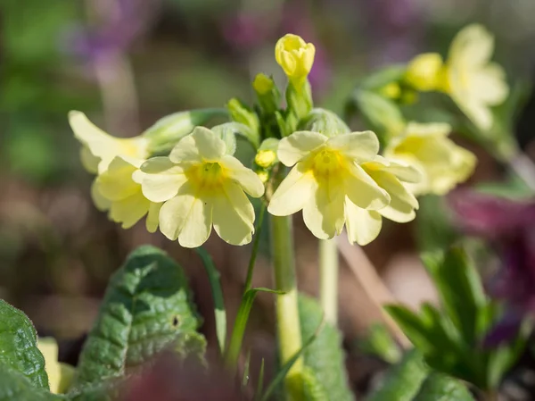 Primula elatior (oxlip)- yellow spring flower — Stock Photo, Image