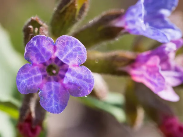 Pulmonaria Lungwort Slægt Blomstrende Planter Familien Boraginaceae Hjemmehørende Europa Vestasien - Stock-foto