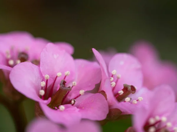 Pink blossom of Bergenia flower (elephant-eared saxifrage, elephant's ears)