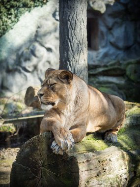 Kayanın üzerinde yatan kadın Berberi aslanı 