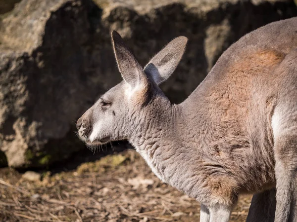 Red kangaroo enjoying sunny day