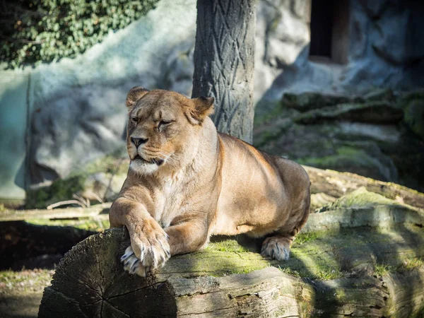 Female barbary lion lying on a rock — Stock Photo, Image