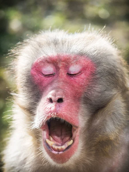 Japanese macaque ( Macaca fuscata) portrait of a face — Stock Photo, Image