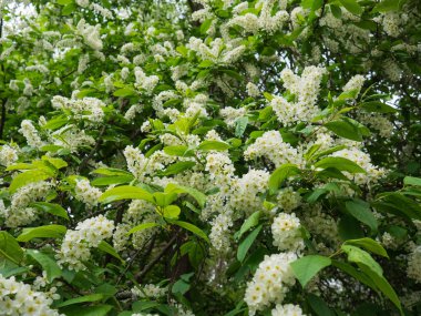 Blooming Prunus padus ( bird cherry, hackberry, hagberry, or Mayday tree ) clipart