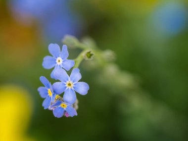 Unutma çiçek çiçek 