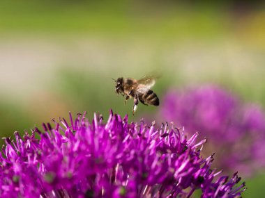Bal arısı polen çiçek toplama