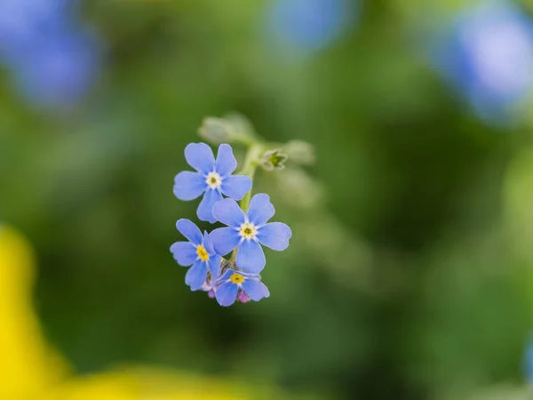 Blossom of Forget-me-not flower — Stock Photo, Image