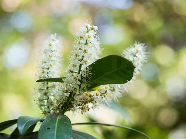 Blooming Prunus laurocerasus ( cherry laurel, common laurel ) — Stock Photo, Image