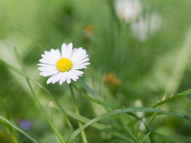 Güzel çiçek açan Bellis lerdeki (çim papatya) bir doğal yeşil arka plan