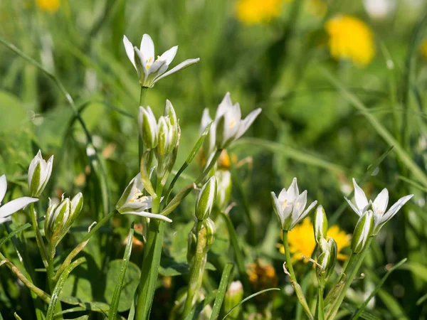 White Blossom Ornithogalum Flowers Growing Meadow — Stock Photo, Image