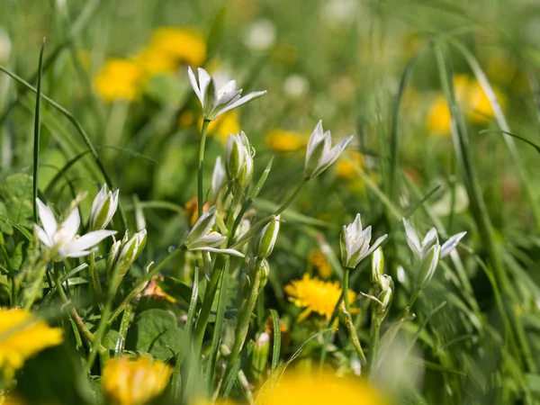 White Blossom Ornithogalum Flowers Growing Meadow — Stock Photo, Image