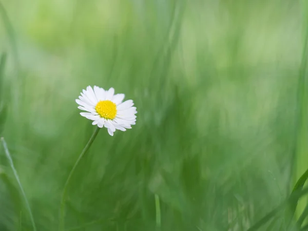 Vackra Blommande Bellis Perennis Gräsmatta Daisy Naturlig Grön Bakgrund — Stockfoto