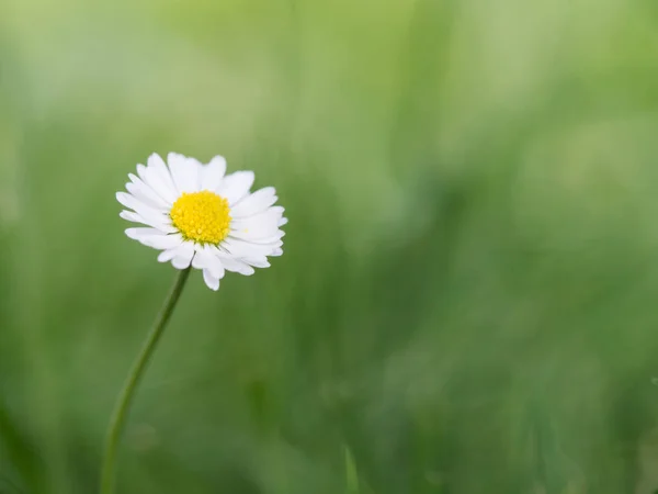 Belle Floraison Bellis Perennis Marguerite Pelouse Fond Vert Naturel — Photo