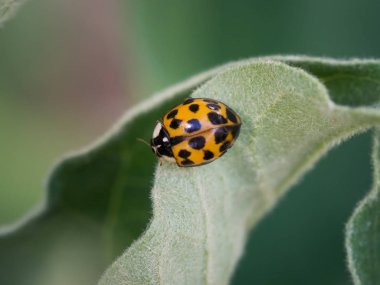 Yaprağın üzerinde oturan Asyalı uğurböceği (harmonia axyridis)