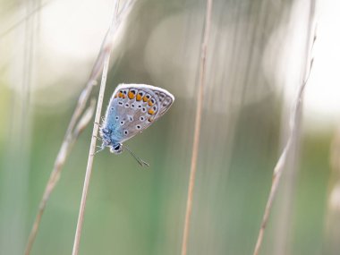 Sıradan mavi kelebek (Polyommatus icarus) erkek bir çimen yaprağının üzerinde dinleniyor