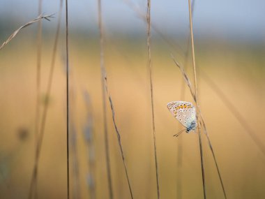 Sıradan mavi kelebek (Polyommatus icarus) erkek bir çimen yaprağının üzerinde dinleniyor