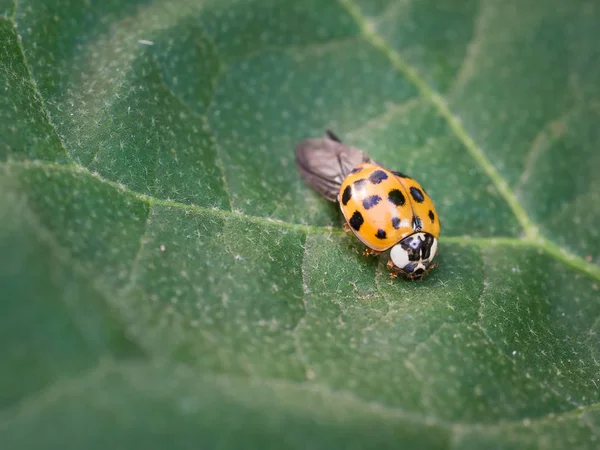 Yaprağın üzerinde oturan Asyalı uğurböceği (harmonia axyridis)