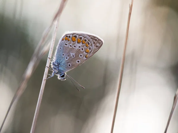 Обыкновенная синяя бабочка (Polyommatus icarus) самец, покоящийся на травинке — стоковое фото