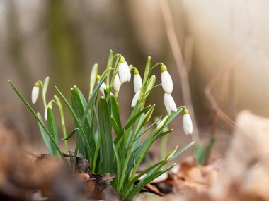 Bahar Kartanesi Çiçeği (Galanthus)