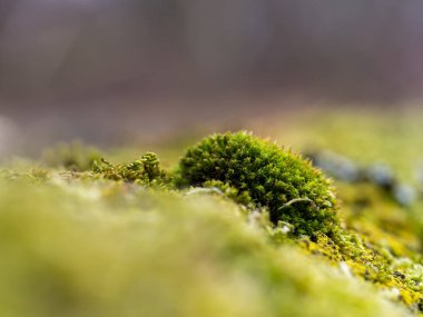 Yeşil yosun - Makro sırtı guruldaması
