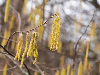 Alnus Serrulata, fındık alderi ya da pürüzsüz kızılağaç.