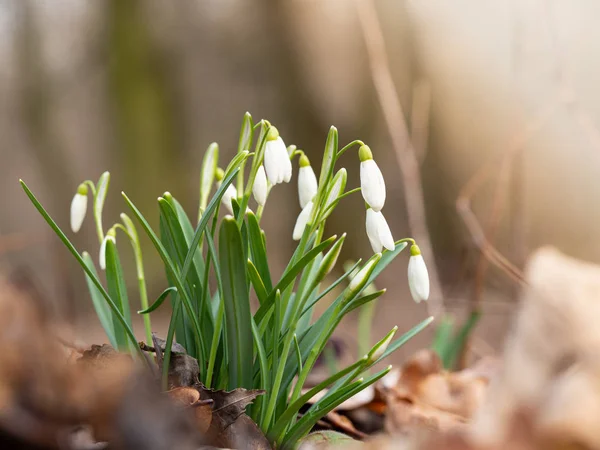 Flor de nieve de primavera (Galanthus ) — Foto de Stock