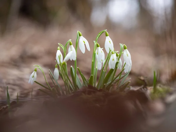 Ανθός ανοιξιάτικης χιονοσταγόνας (Galanthus) — Φωτογραφία Αρχείου