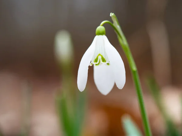 Primavera Nieve flor (Galanthus) detalle —  Fotos de Stock